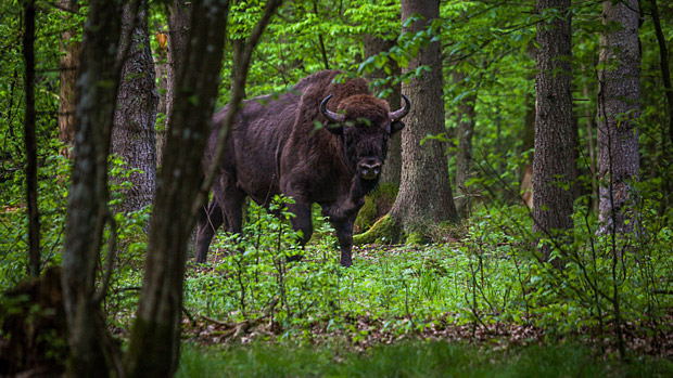 Тысячелетний Брест, 6 дней - Изображение 0