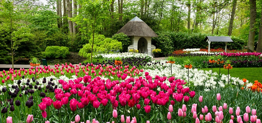 Цветочные горизонты: Франция и Голландия ( парк цветов Кекенхоф) - Изображение 0