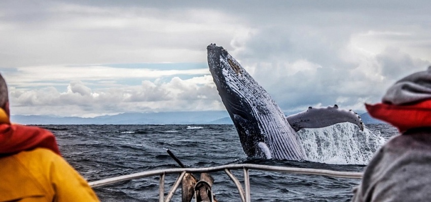 Тайны Арктики: приключения за северным полюсом - Изображение 0
