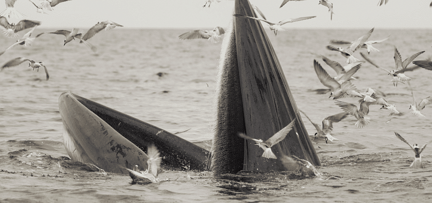 Тайны Арктики: приключения за северным полюсом (для организованных групп) - Изображение 0