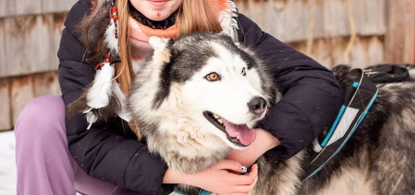 В гости к хаски - Изображение 0