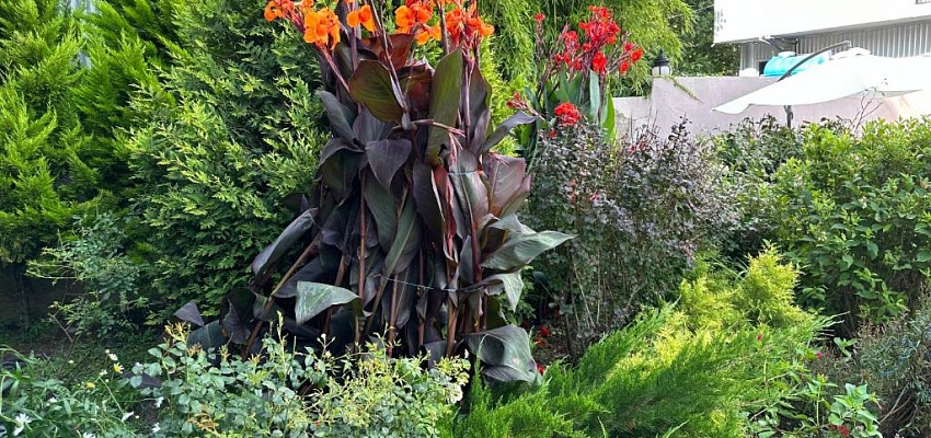 Отель Nica Кобулети - Изображение 0