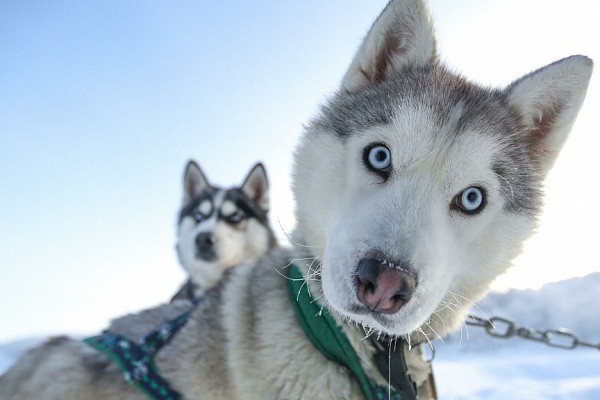 В гости к хаски
