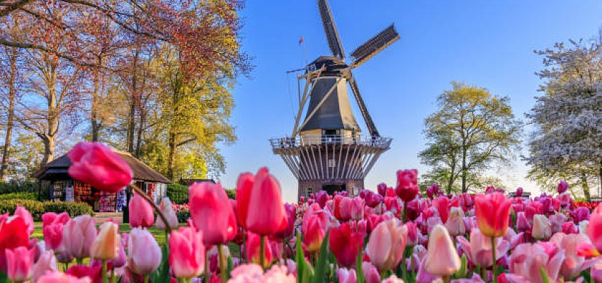 Цветочные горизонты: Франция и Голландия ( парк цветов Кекенхоф) - Изображение 0