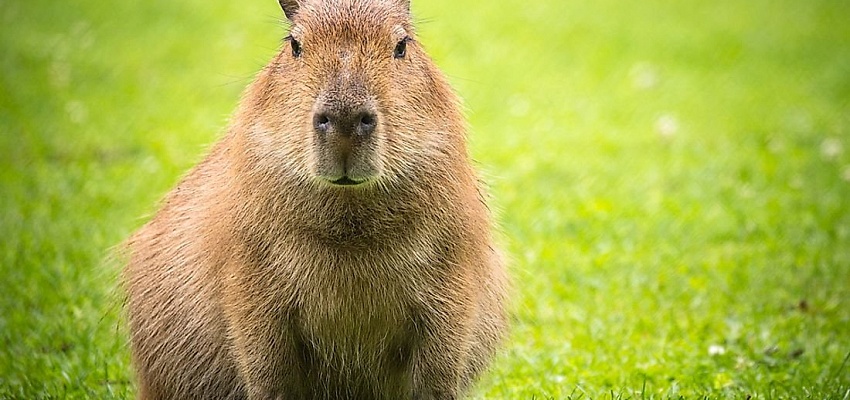 На встречу с капибарой (для организованных групп) - Изображение 0