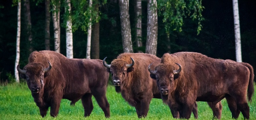 Тур по замкам Брестчины с посещением Беловежской Пущи - Изображение 0