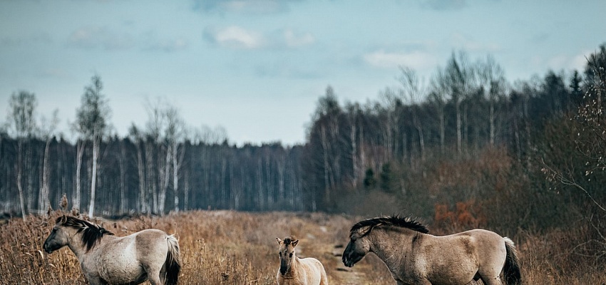 Налибокские секреты пивоварения (для организованных групп)  - Изображение 0