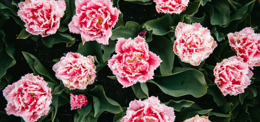 Тур в Кёкенхоф - Изображение 0