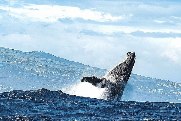 Новый год на Кольском полуострове и Карелии 2026