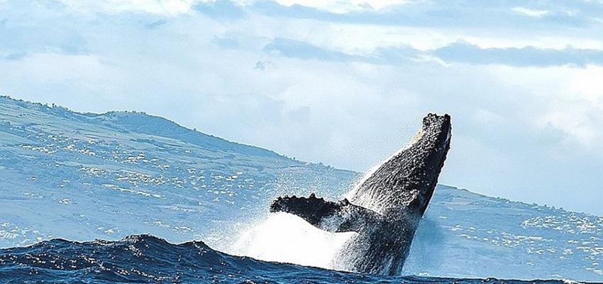 Новый год на Кольском полуострове и Карелии 2026 - Изображение 0