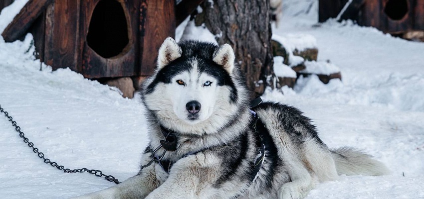 В гости к хаски - Изображение 0