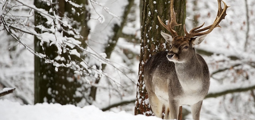 В гости к Деду Морозу в Беловежскую пущу на поезде - Изображение 0