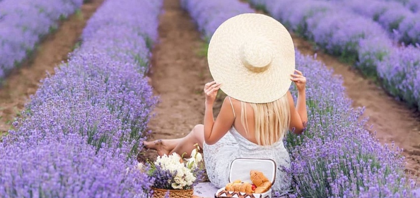 Гомельский прованс - Изображение 0