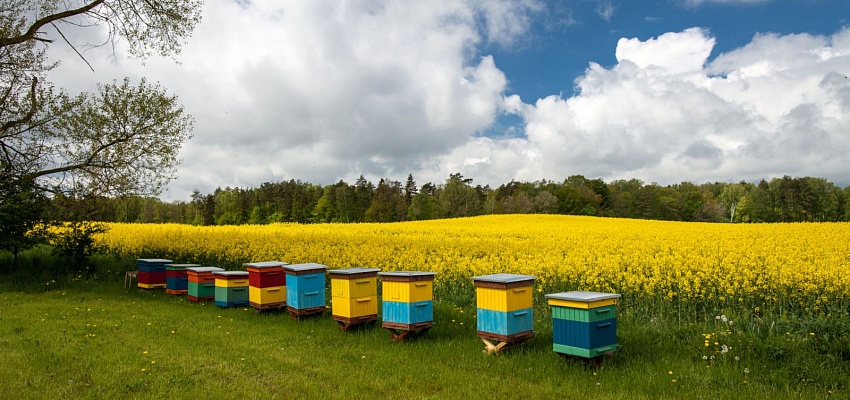 Медовые местечки (для организованных групп)  - Изображение 0