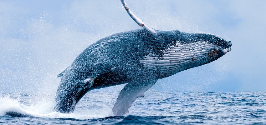 Тайны Арктики: приключения за северным полюсом (для организованных групп) - Изображение 0